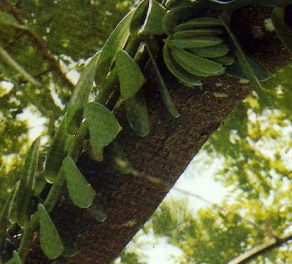 vanilla planiflora